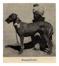 Rare Indian Breed Dogs