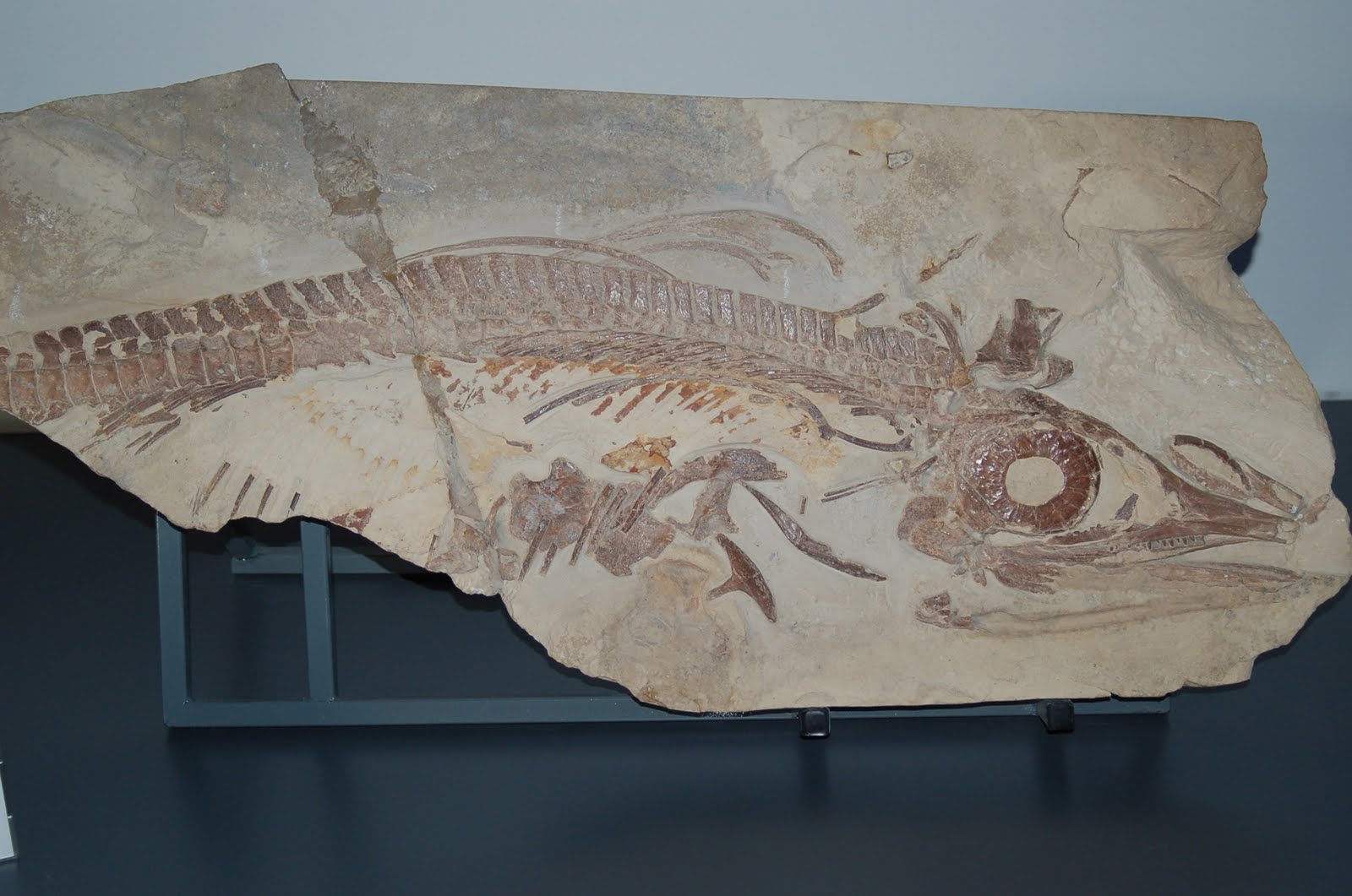 WeBlog Aragosaurus: Sobre el origen y la diversidad de los ictiosaurios