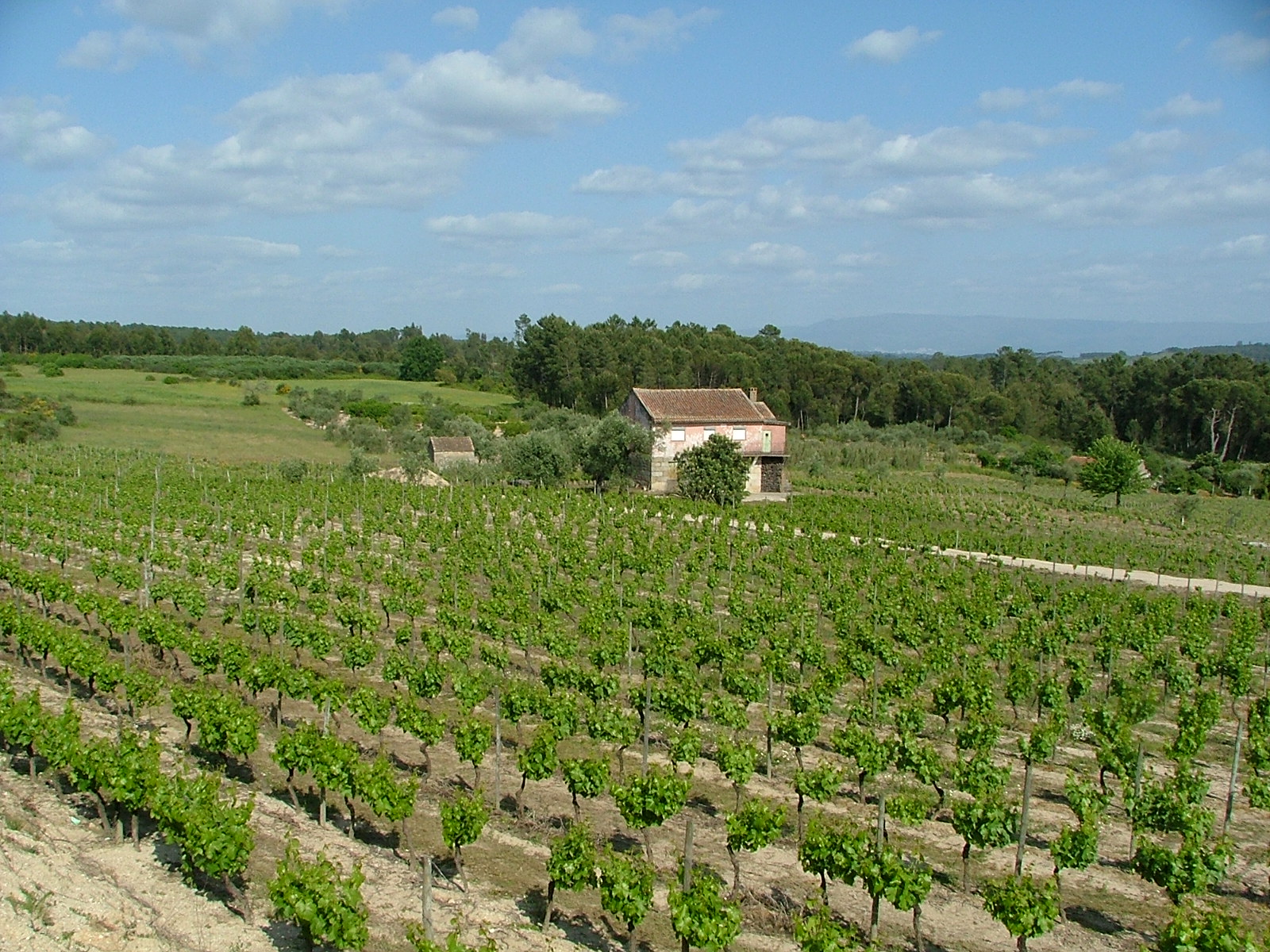 Property For Sale In Central Portugal. House and Vineyard.