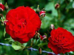 flowers romantic flower favorite carnation