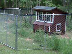 coop chicken fence chickens homestead scratch