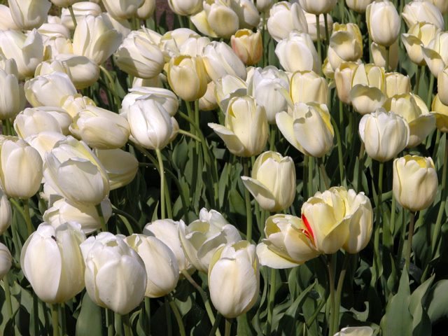 [tulips5_SteveSowell.jpg]