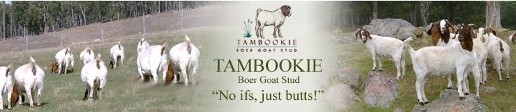 tambookie boer goats