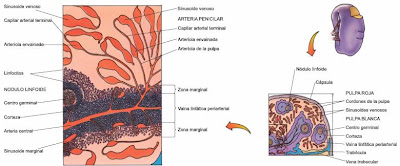 Tecnología Médica Mención Morfofisiopatología y Citodiagnóstico ...