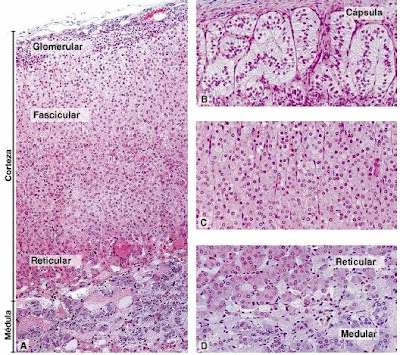 Tecnología Médica Mención Morfofisiopatología y Citodiagnóstico ...