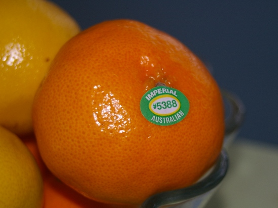 [Orange.JPG]