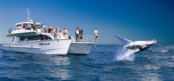 [whale+1.JPG]