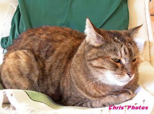 [Meow+2.4.JPG]