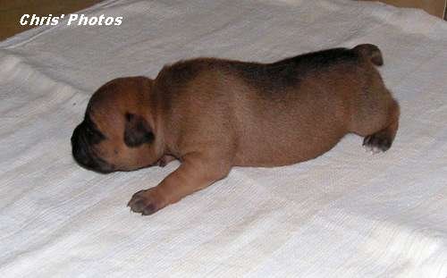 [Dog+Mum3.JPG]