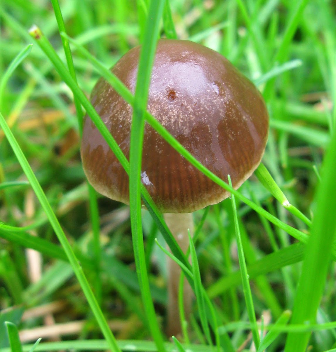 Growing Edibles in Vancouver, British Columbia Vegetables in the Front