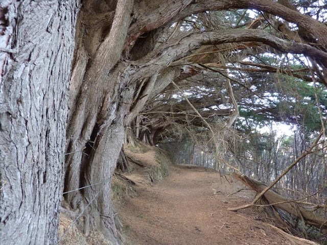 Andar por la península de Akaroa puede resultar tétrico Andar por la península de Akaroa puede resultar tétrico