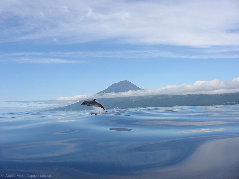 DOLPHIN AND PICO ISLAND IN THE BACK!