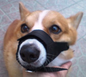 corgi muzzle