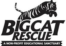 Help Save Abused Big Cats!