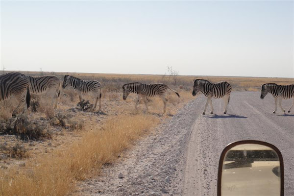 Zebra at Etosha