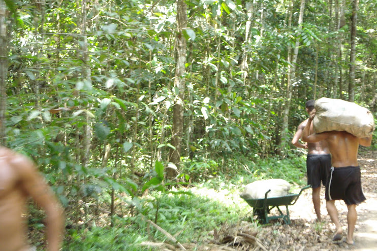 Extrativistas em ação: coletar, carregar e depois vender os frutos (castanha) da floresta na Feira.