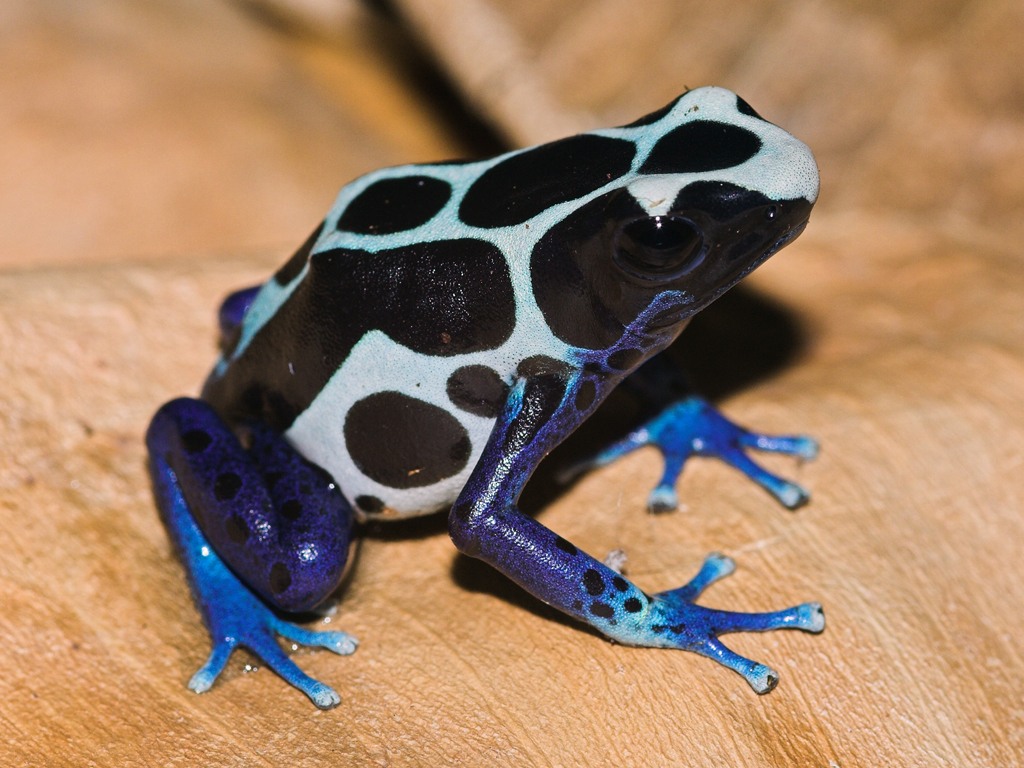 [Dendrobates+tinctorius+3.jpg]
