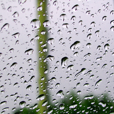 RAIN_DROP_TREES.jpg