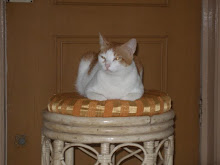 Twinky's All Time Favourite Animals