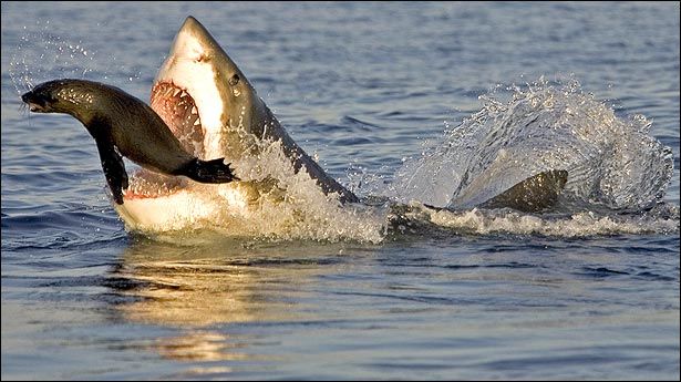 ¿Que tan peligrosos son los tiburones?