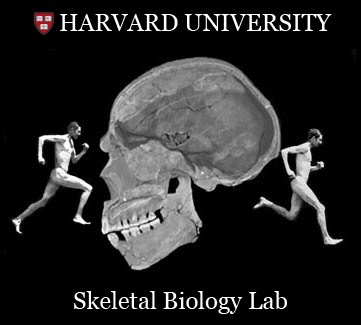 [Harvard+Skeletal+Biology.jpg]