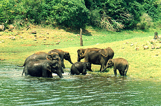 Welcome to Trivandrum District: Neyyar Wildlife Sanctuary