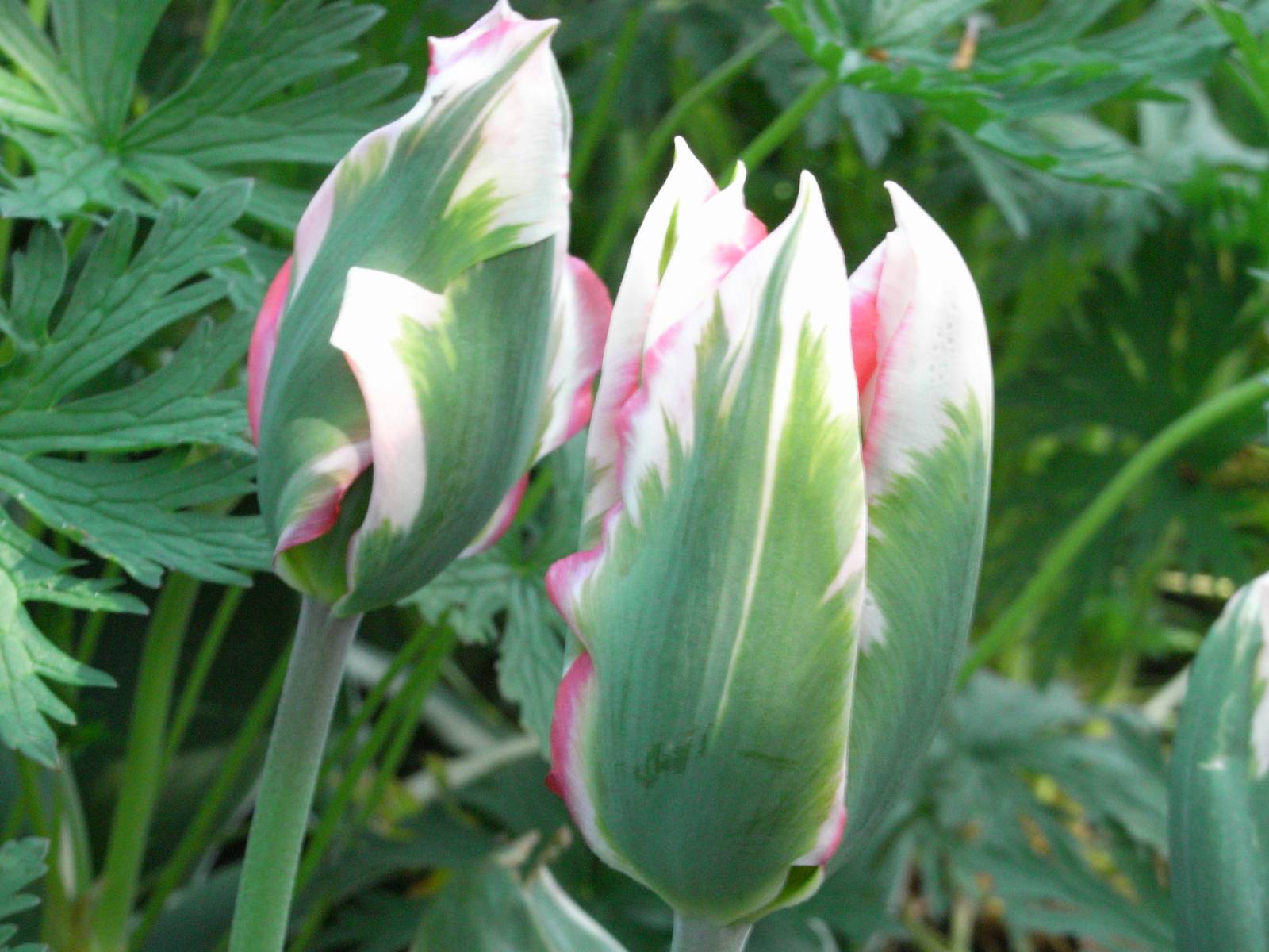 [Tulipa+Viridiflora+Pink+Wave.jpg]