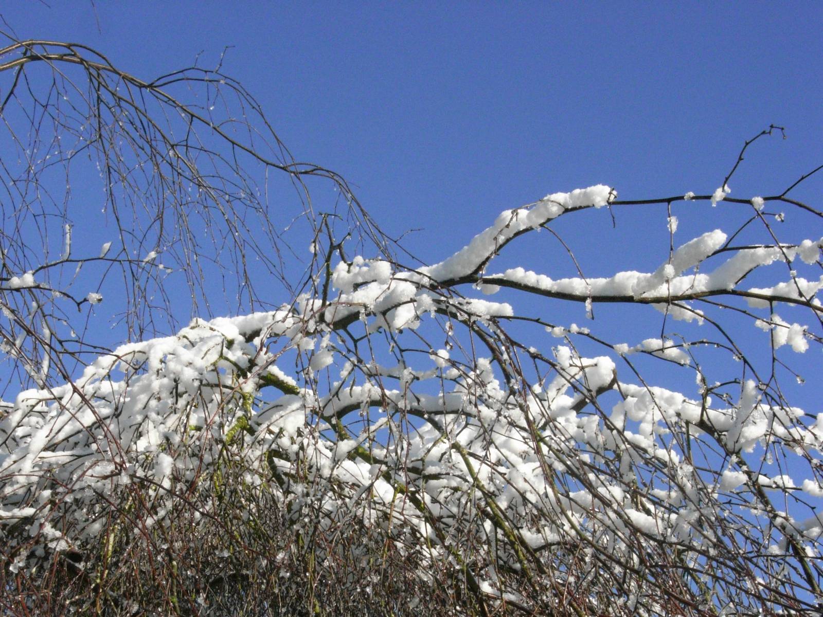 [4Mar09+Snow+on+Birch+Tree.jpg]