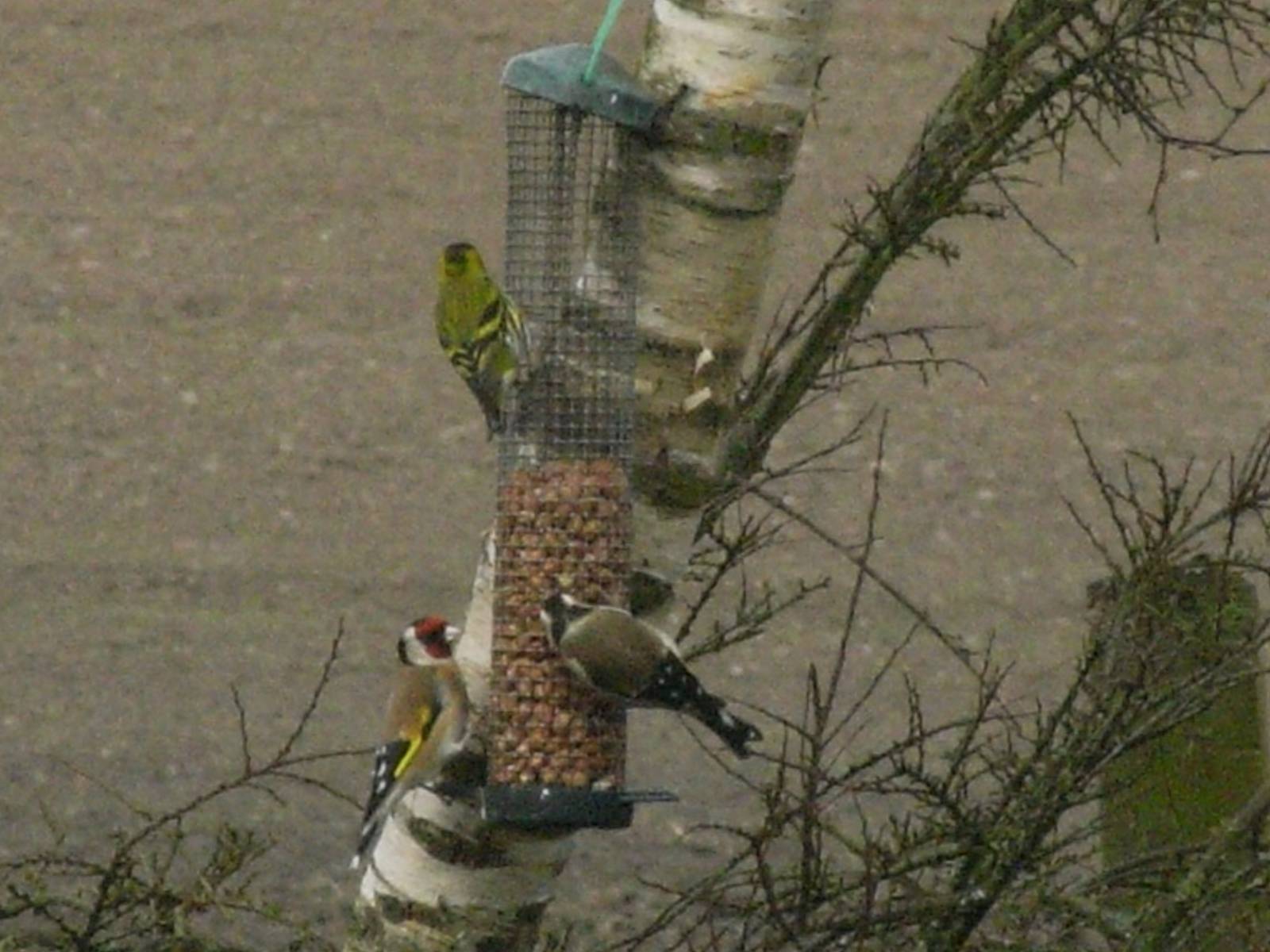 [20Apr09+Siskin+and+Goldfinches.jpg]