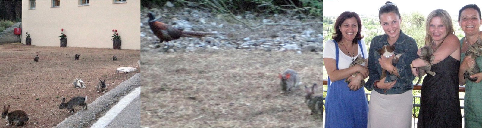 [bunnie+collage.jpg]