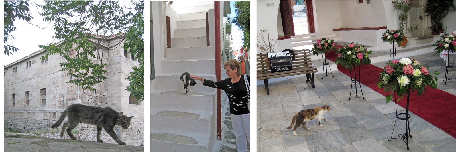 [Forum+cat+collage.jpg]