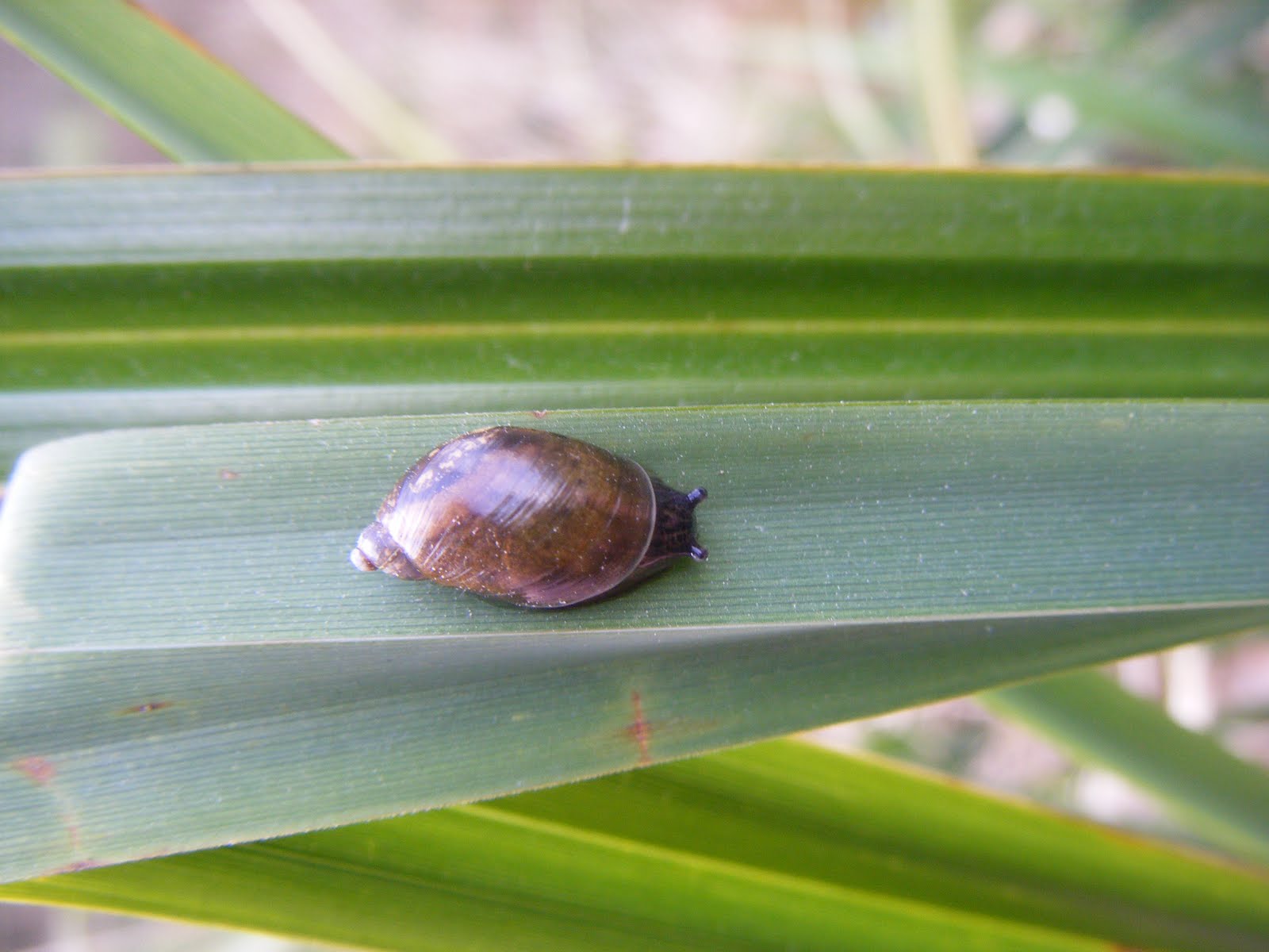 21stcenturynaturalist Amber Snails a Host for Liver Fluke?
