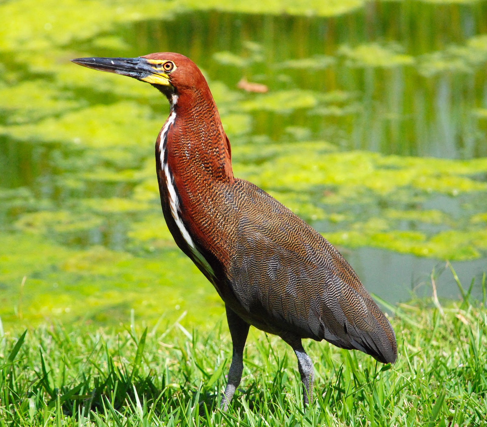 Debate Conociendo la fauna de Venezuela - grupos.emagister.com