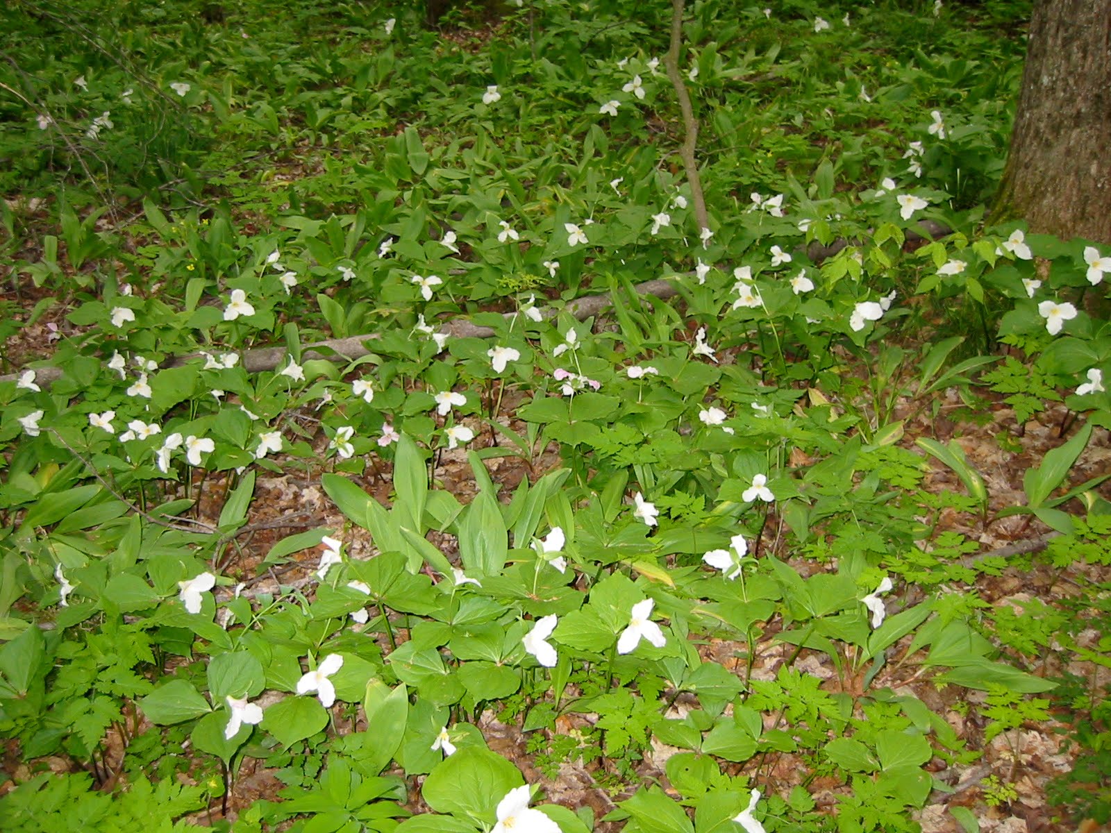 A goat walks into a bar... Moral Mushroom Festival, Mesick, Michigan