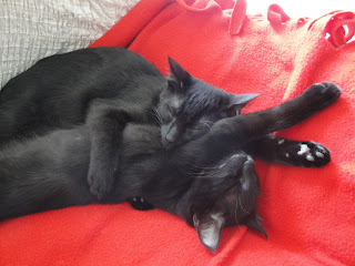 aylağın günlüğü: 01.11.2010 - 01.12.2010