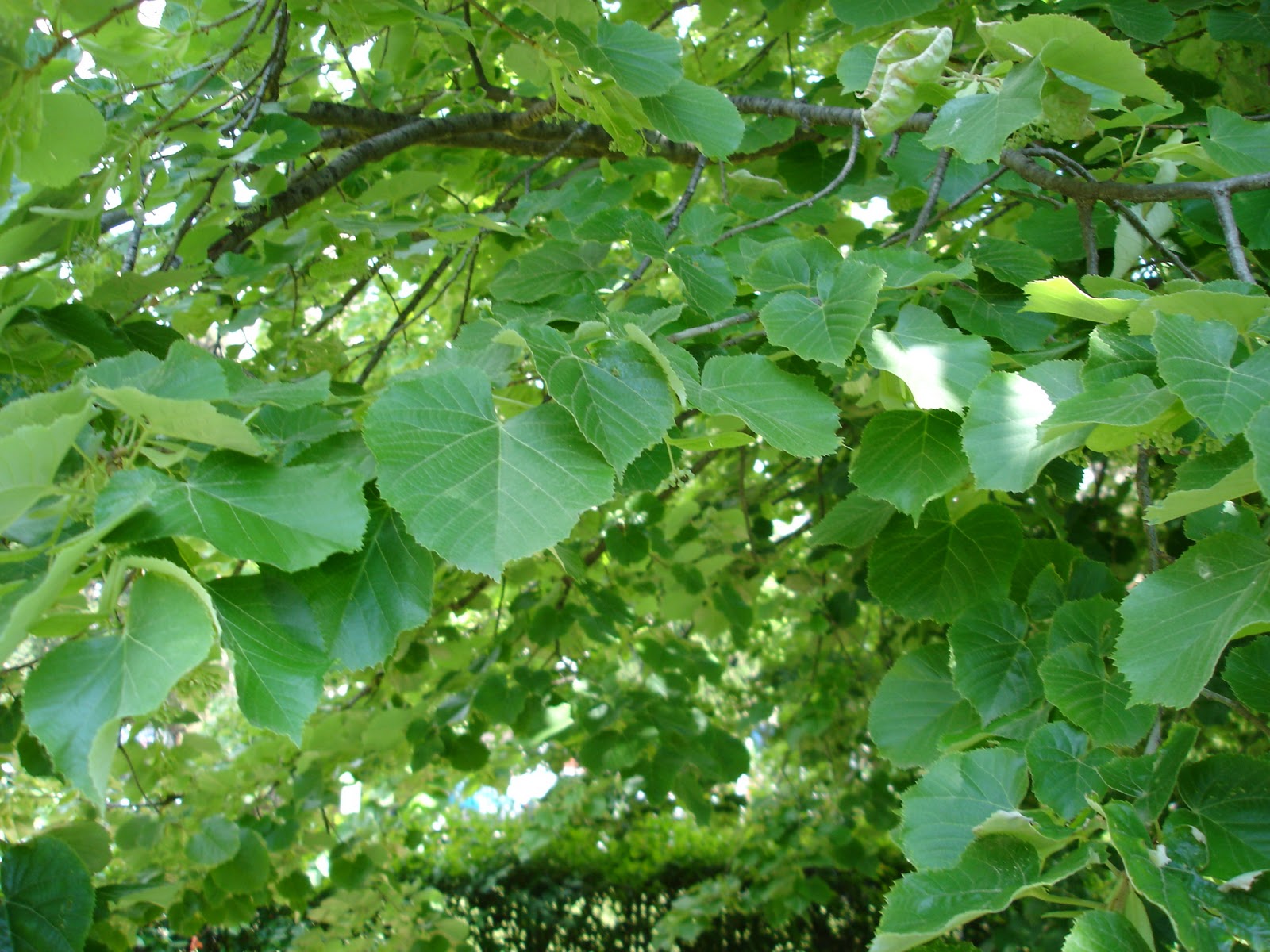 Árboles con alma: Tilo. Tell. (Tilia europaea)