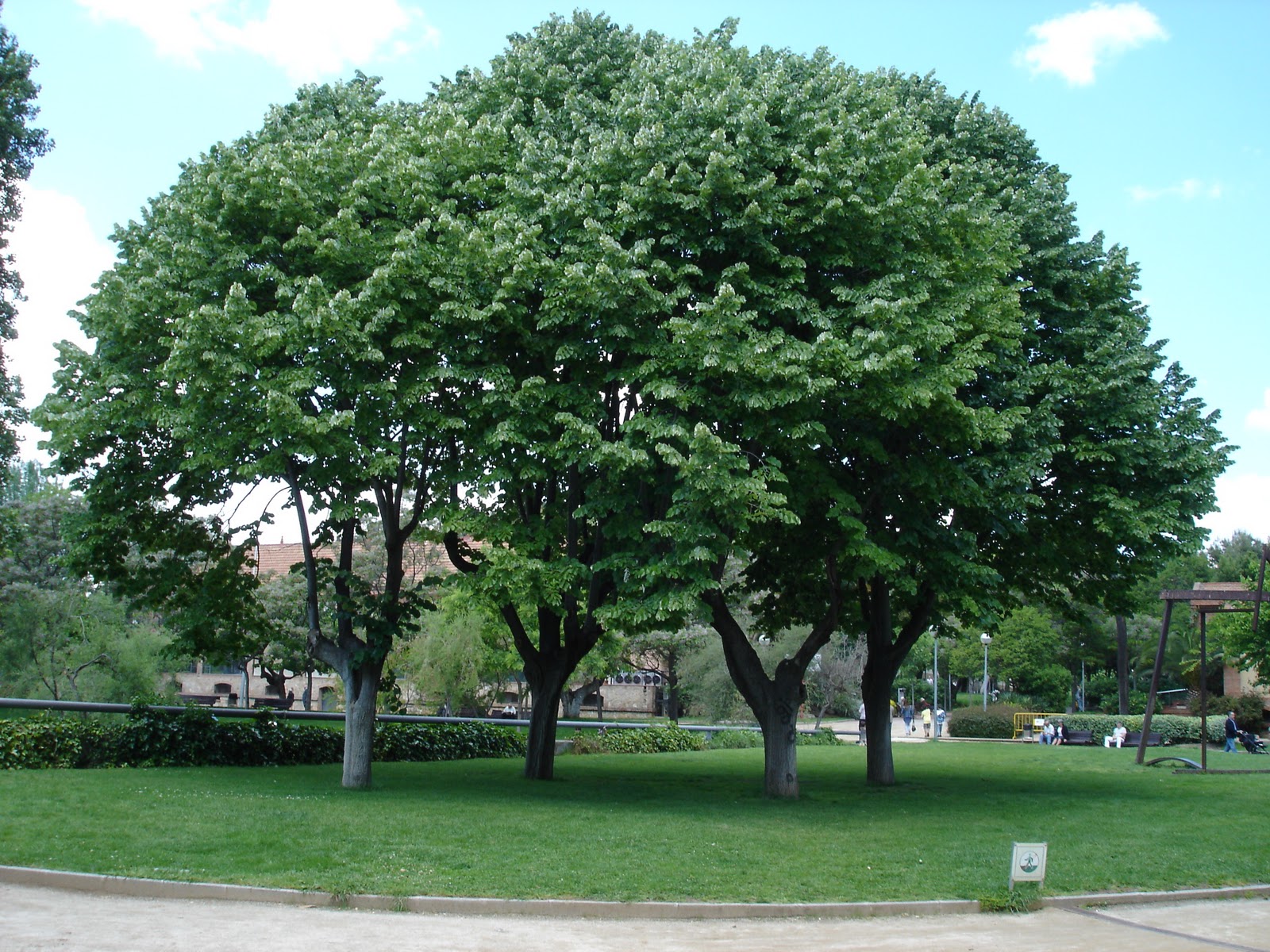Árboles con alma: Tilo. Tell. (Tilia europaea)