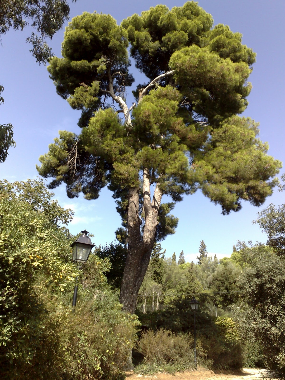 Árboles con alma: Pino Carrasco. Pi blanc. (Pinus halepensis)1200 x 1600