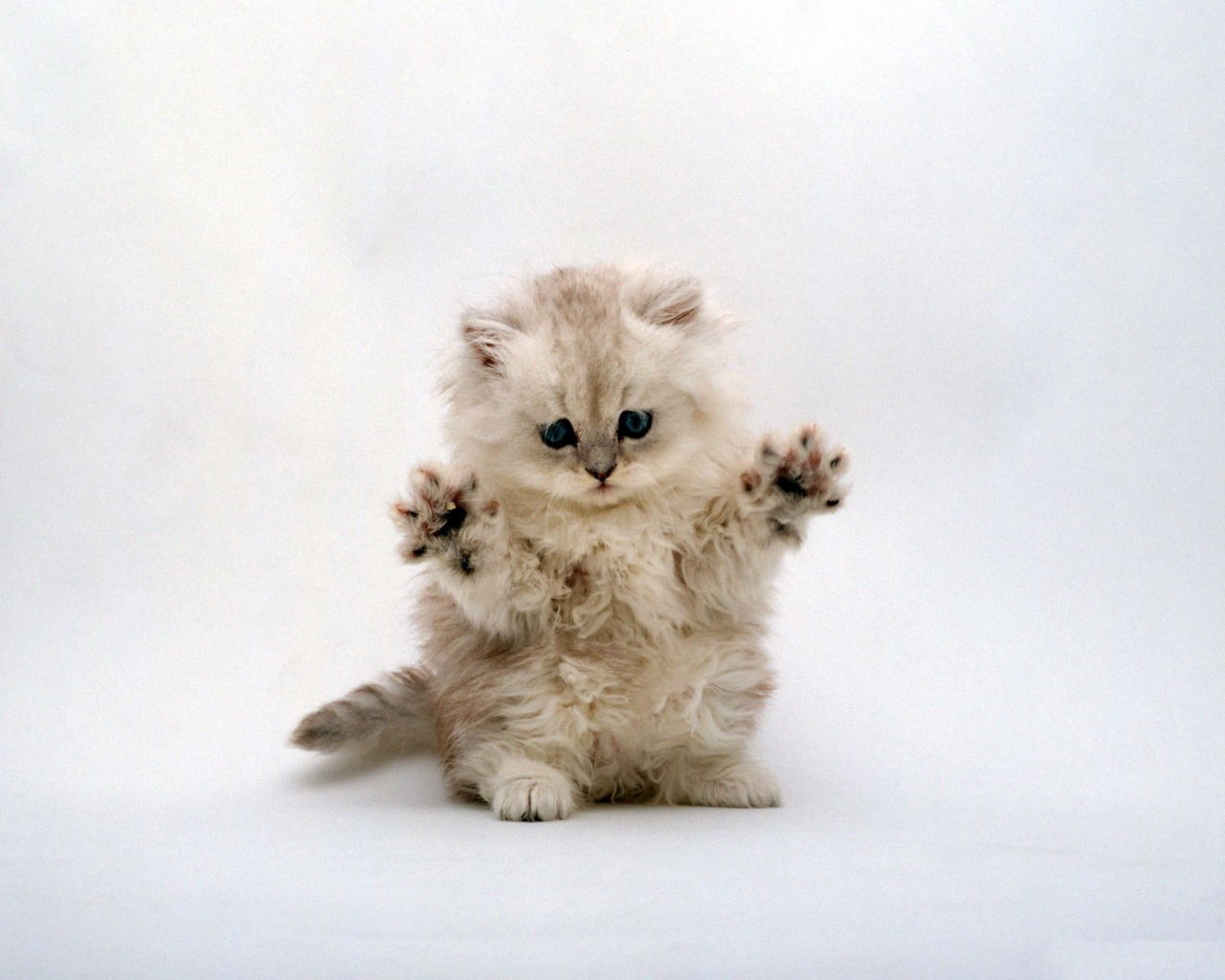 https://3.bp.blogspot.com/_SWYwL3fIkFs/S71rtc3GrvI/AAAAAAAAEG0/5rQ_osUs0Iw/s1600/cute+cat.jpg