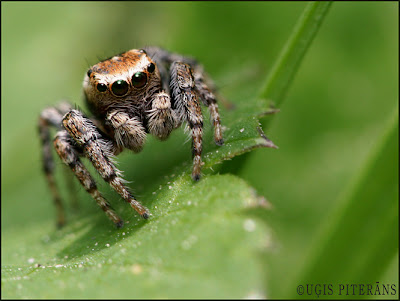 Lēcējzirneklis (Evarcha falcata)