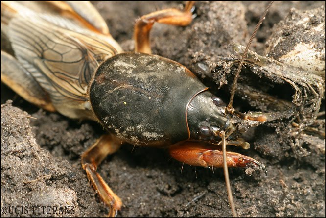 Zemesvēzis (Gryllotalpa gryllotalpa)