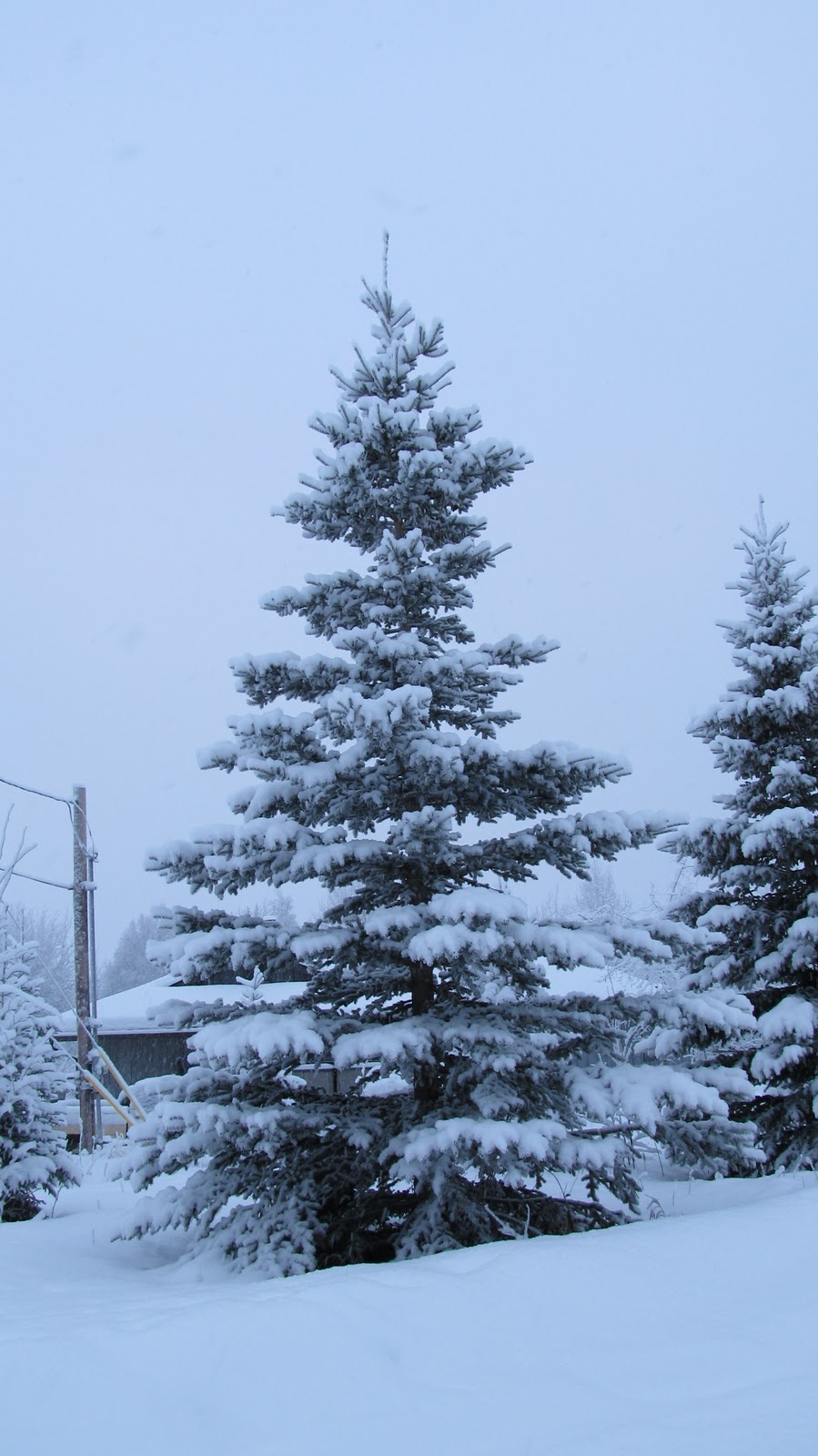 Dream on a Moonbeam Birch Trees