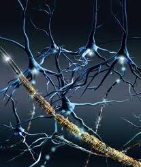 istagrupo8: vainas de mielina