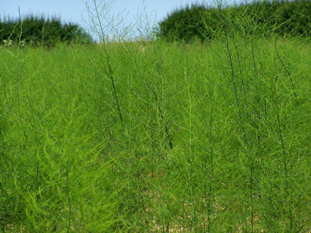 From a Worcester Allotment Growing Asparagus