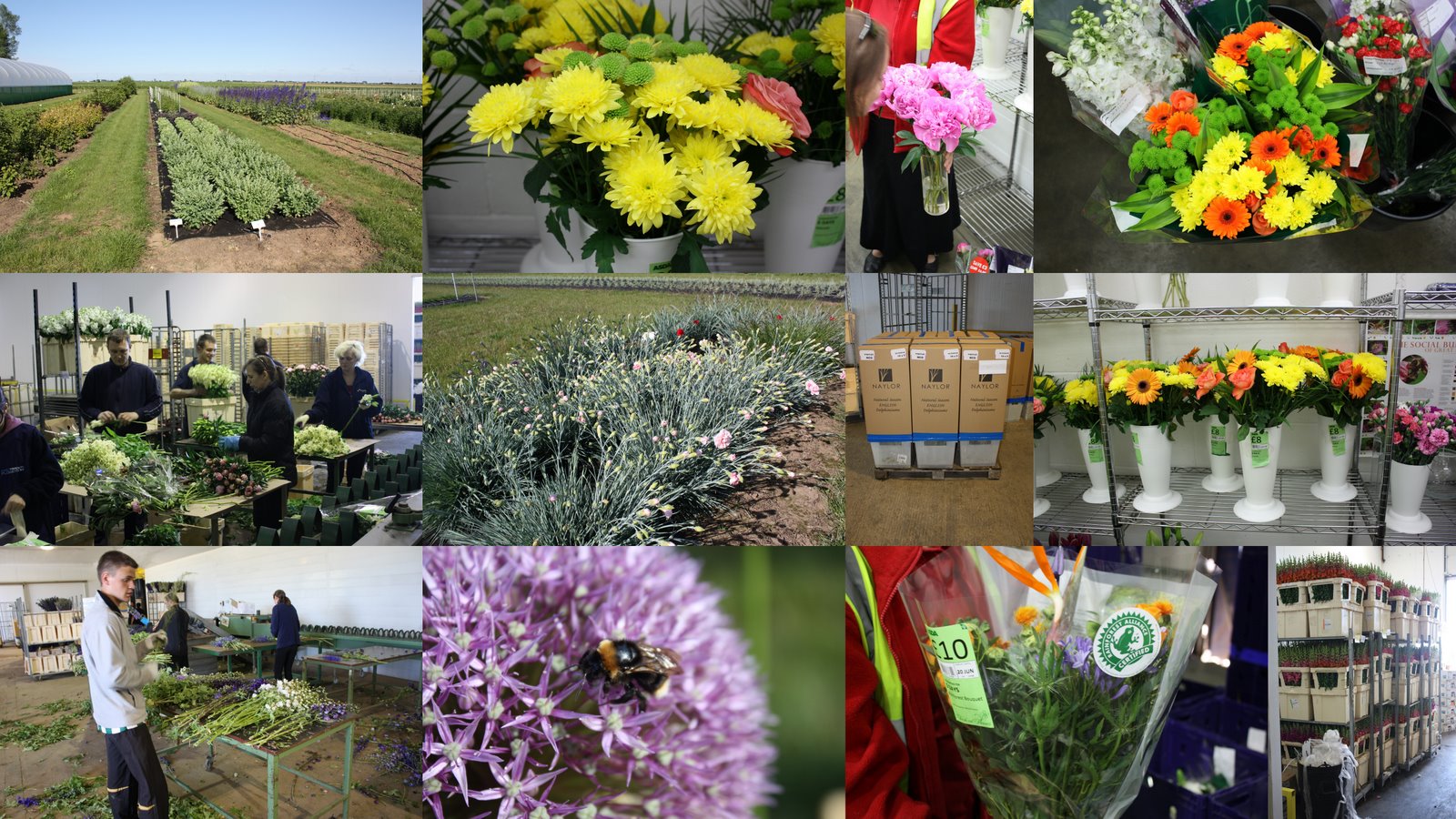 Everlasting Farm Naylor's Flowers