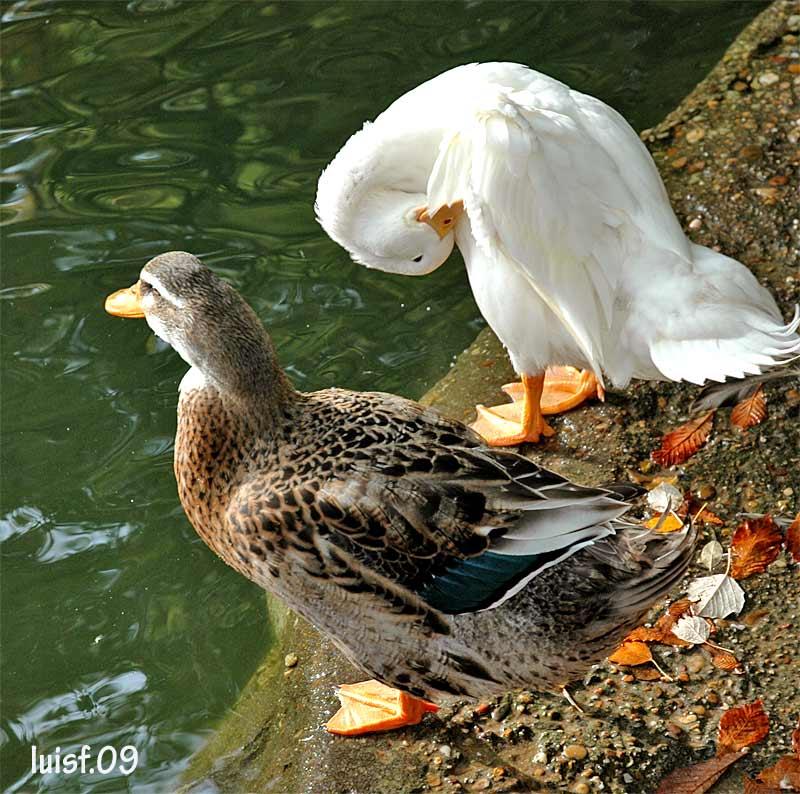 OCIO y CULTURA : Parque Campo Grande. Valladolid.