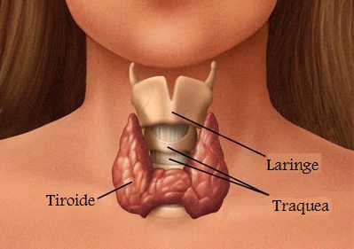 [tiroide.jpg]
