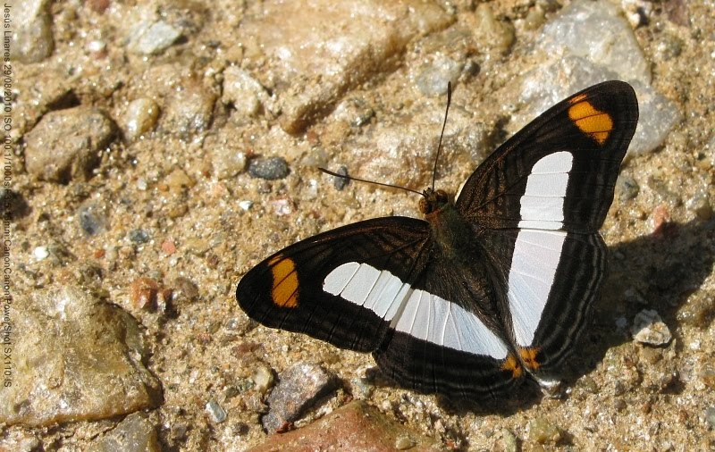 JLinaresP: Adelpha iphicla ♂