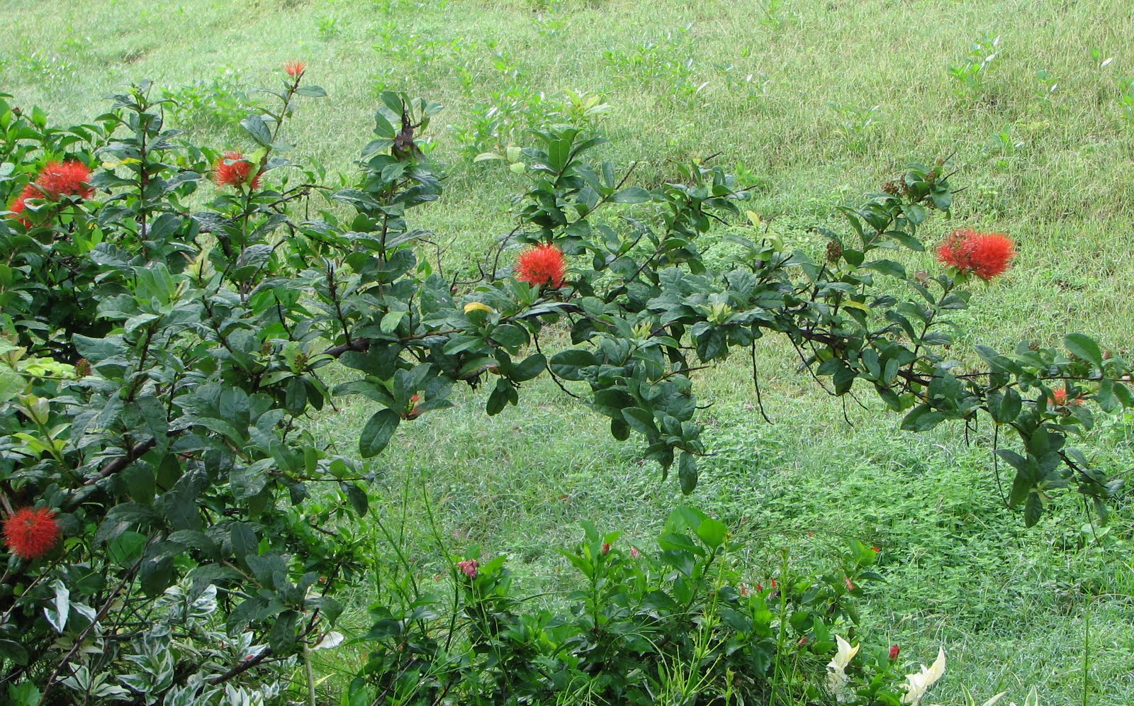 [Combretum+Constrictum+-+New+Guinea+Bottlebrush+6.JPG]