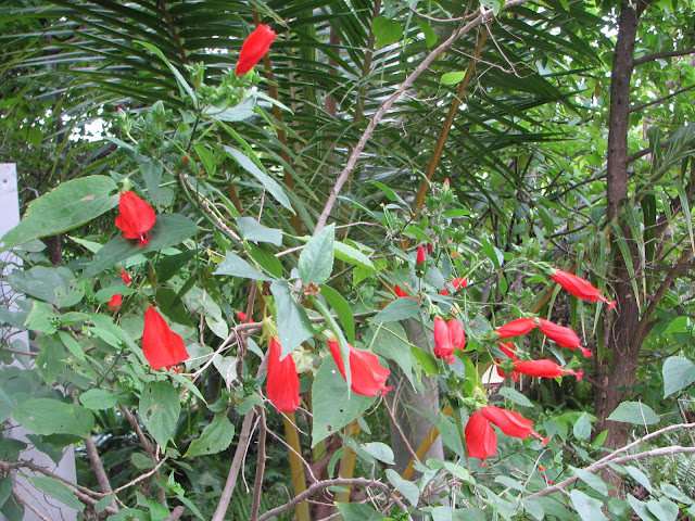 My Dry Tropics Garden: Malvaviscus arboreus var. mexicanus - Sleepy ...